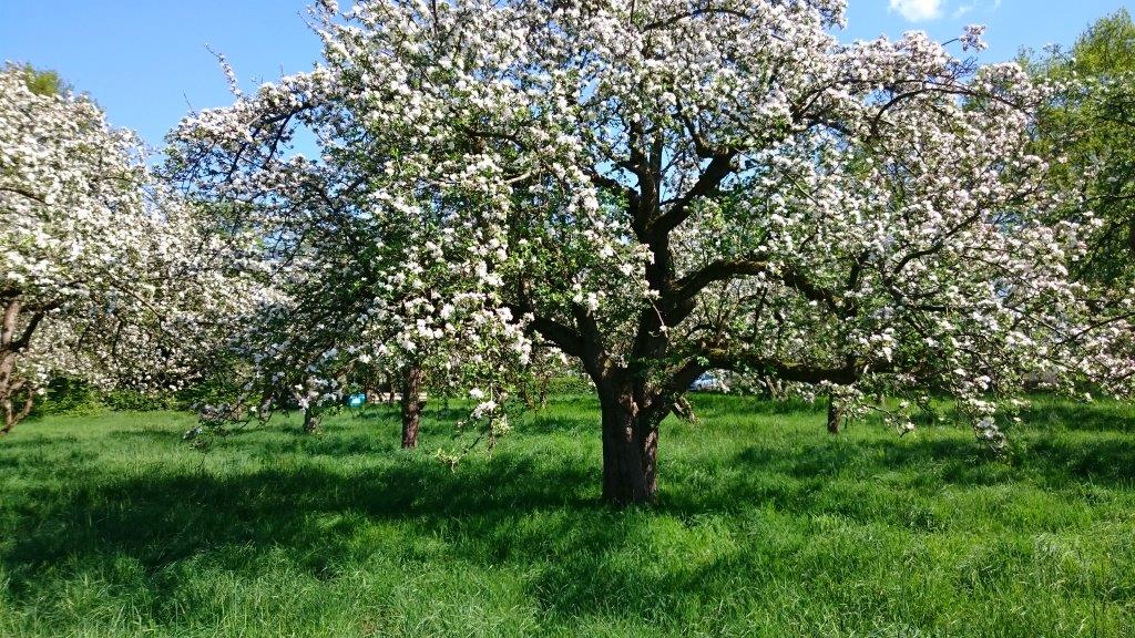 Alter Apfelbaum in voller Blüte
