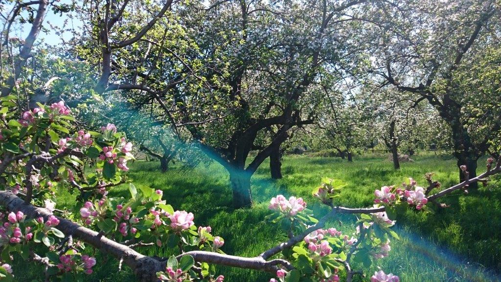 Apfelblüte und alte Hochstämme in der Frühlingssonne