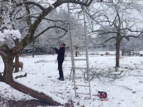 Obstbaumschnitt im Winter, Schaf im Hintergrund